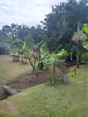 a garden with trees and a bench in the grass at Anita's Apartment in Upala