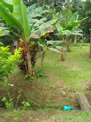 a group of banana trees in a field at Anita's Apartment in Upala