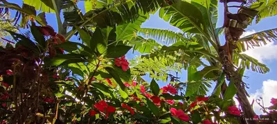 a group of plants with red flowers and trees at Infinite Stillness Farm in Buenos Aires
