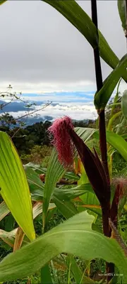a plant with a pink flower in a field at Infinite Stillness Farm in Buenos Aires