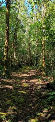 a dirt road in a wooded area with trees at Infinite Stillness Farm in Buenos Aires