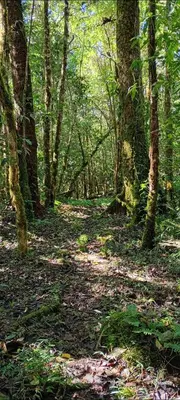 a wooded area with trees and leaves on a trail at Infinite Stillness Farm in Buenos Aires