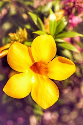 a yellow flower in front of a bouquet of flowers at Casa Kimara in Uvita
