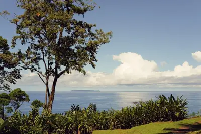 a tree on a hill overlooking the ocean at Casa Kimara in Uvita