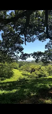 an elephant in a field of grass with trees at Cabaña Guapinol in Atenas