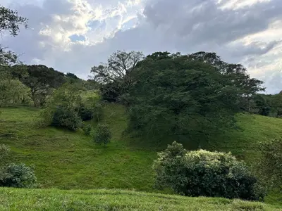a grassy hill with trees and bushes in a field at Cabaña Guapinol in Atenas