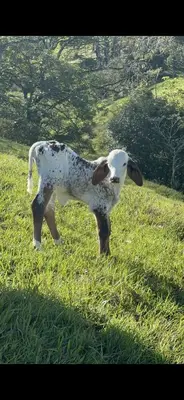 a dalmatian dog standing in a field of grass at Cabaña Guapinol in Atenas