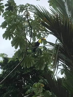 a bird sitting on a branch of a tree at 2BR Toucans and Waterfalls- the garden cottage in Caña Blanca
