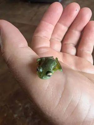 a small green frog sitting on a persons hand at 2BR Toucans and Waterfalls- the garden cottage in Caña Blanca