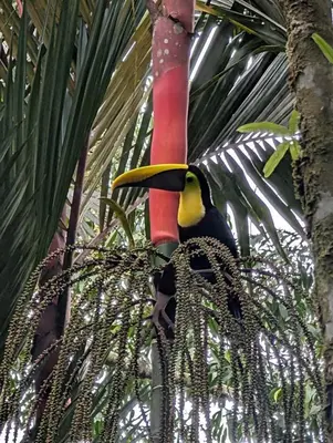 a yellow and black bird perched on a palm tree at 2BR Toucans and Waterfalls- the garden cottage in Caña Blanca