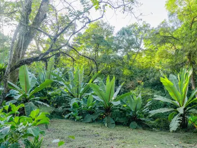 a garden with green plants and trees at Nido de Montaña in Fraijanes