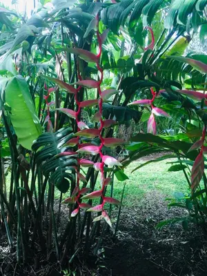 a plant with pink flowers and green leaves at Cantarrana Countryside Villa with private pool