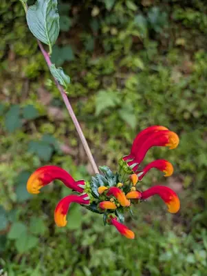 a close up of a red and orange flower at 3BR, Spectacular Jungle Villa w Waterfalls & Toucans in Barú