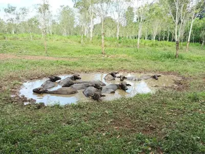 a group of animals laying in auddle of mud in a field at Casita Los Búfalos in Guácimo