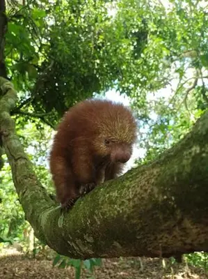 a small animal sitting on top of a tree branch at Casita Los Búfalos in Guácimo