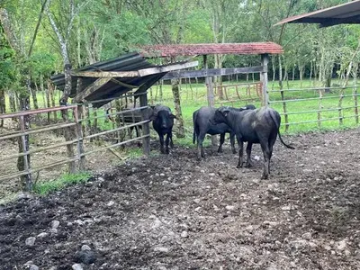 a group of three animals standing next to a fence at Casita Los Búfalos in Guácimo
