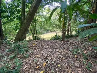 a dirt road in a forest with trees and leaves at Casita Los Búfalos in Guácimo
