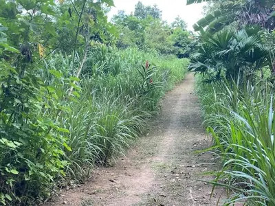 a dirt road through a field of tall grass at Casita Los Búfalos in Guácimo