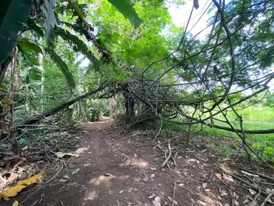 a trail in the woods with a fallen tree at Casita Los Búfalos in Guácimo