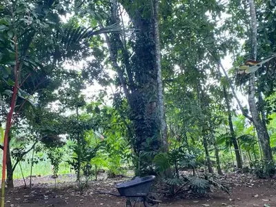 a wheelbarrow in the middle of a forest of trees at Casita Los Búfalos in Guácimo