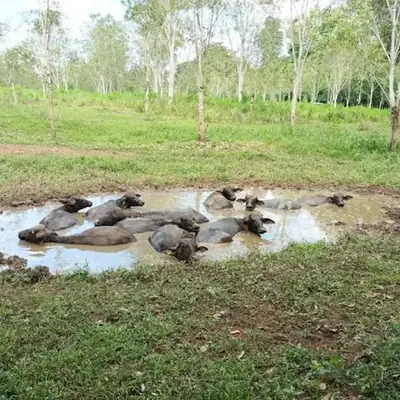 Casita Los Búfalos