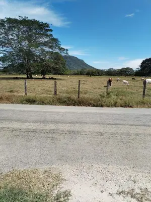 a field with horses and a fence and a road at Villa Elena Vacation Home in Nicoya