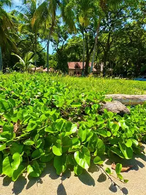 a field of green plants with a house in the background at Casa Descanso del Pescador in Garza