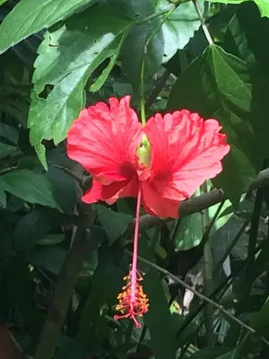 a red flower on a tree with green leaves at New Beachfront Jewel in the Jungle on Golfo Dulce in Tapantí