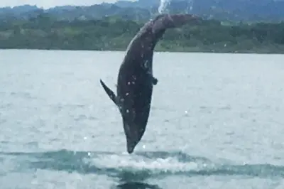 a humpback whale jumping out of the water at New Beachfront Jewel in the Jungle on Golfo Dulce in Tapantí