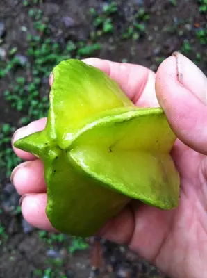 a person holding a green leaf in their hand at New Beachfront Jewel in the Jungle on Golfo Dulce in Tapantí