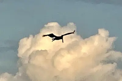 a bird flying in front of a large cloud at New Beachfront Jewel in the Jungle on Golfo Dulce in Tapantí