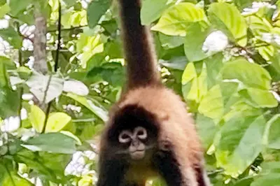 a monkey is sitting on a tree branch at New Beachfront Jewel in the Jungle on Golfo Dulce in Tapantí