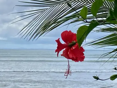 a red flower hanging from a palm tree on the beach at New Beachfront Jewel in the Jungle on Golfo Dulce in Tapantí