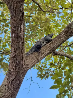 a lizard is sitting on a tree branch at Perla Dreamy Cabin with Private Pool in Paraíso