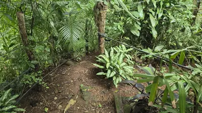 a dirt trail in the middle of the jungle at Landscape-Cabaña winter full equipada in La Cruz