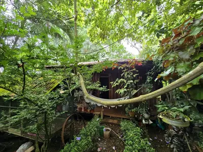 a garden with a tree branch hanging over a house at Landscape-Cabaña winter full equipada in La Cruz