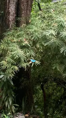 a blue bird is sitting in a tree at Ital Mountain modern hideaway with tropical vibes in Mal País