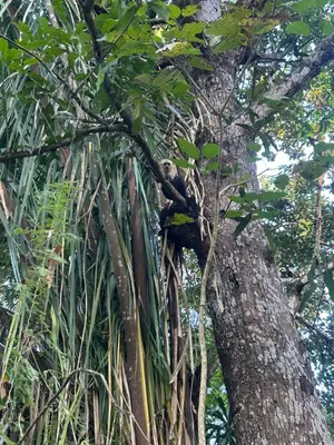 a monkey sitting on top of a tree at Family Wolf - El Chorro in Paquera