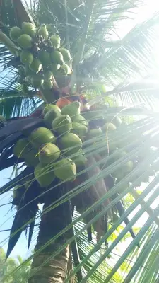 a bunch of green bananas on a palm tree at Corozalito Turtle Lodge in Corozalito