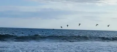 a group of birds flying over the ocean at Corozalito Turtle Lodge in Corozalito