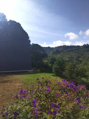 a field with purple flowers in front of a mountain at Mount & Wood in San Marcos