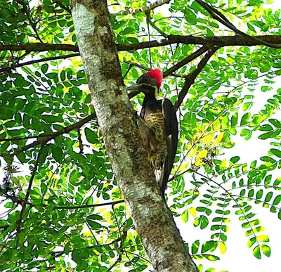 Gallery image of Primer Canto B&B - Near Ferry & Early Birdwatching Trails in Lepanto
