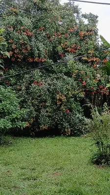 a tree with red flowers in a yard at Casa Sueño Verde, Juanilama De Pocosol in Muelle del Arenal