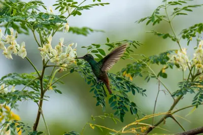 a hummingbird perched on top of a tree at Rio Celeste Birds Garden Apartment with Air Conditioning Comfort and Privacy in a Natural Environment 3 in Upala