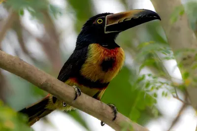 a bird with a long beak sitting on a tree branch at Rio Celeste Birds Garden Apartment with Air Conditioning Comfort and Privacy in a Natural Environment 3 in Upala