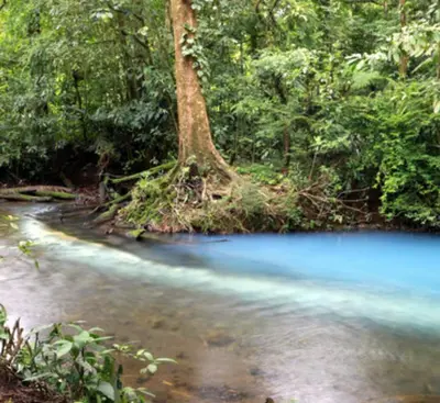 a creek with a tree in the middle of it at Rio Celeste Birds Garden Apartment with Air Conditioning Comfort and Privacy in a Natural Environment 3 in Upala