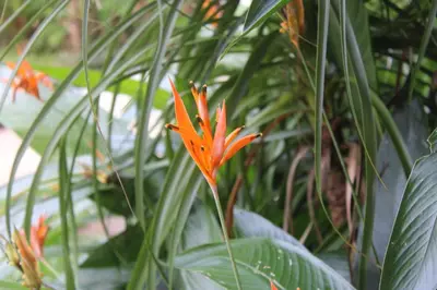 an orange flower in the middle of a plant at Rio Celeste Birds Garden Apartment with Air Conditioning Comfort and Privacy in a Natural Environment 3 in Upala