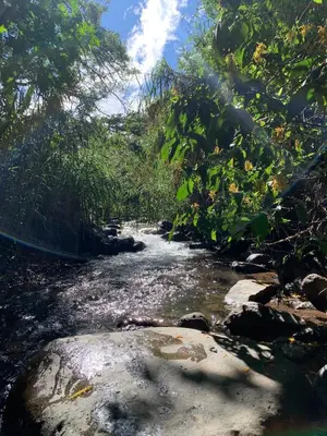 a stream in the middle of a forest with trees at Casa Dama Santa María de Dota in Santa María