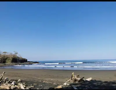 a group of birds sitting on a beach at Cabaña Cóncavas in Marbella