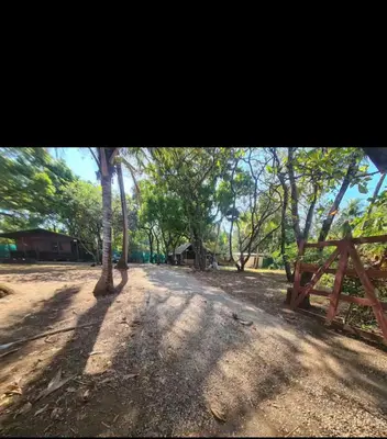 a tree in the middle of a dirt road at Cabaña Cóncavas in Marbella
